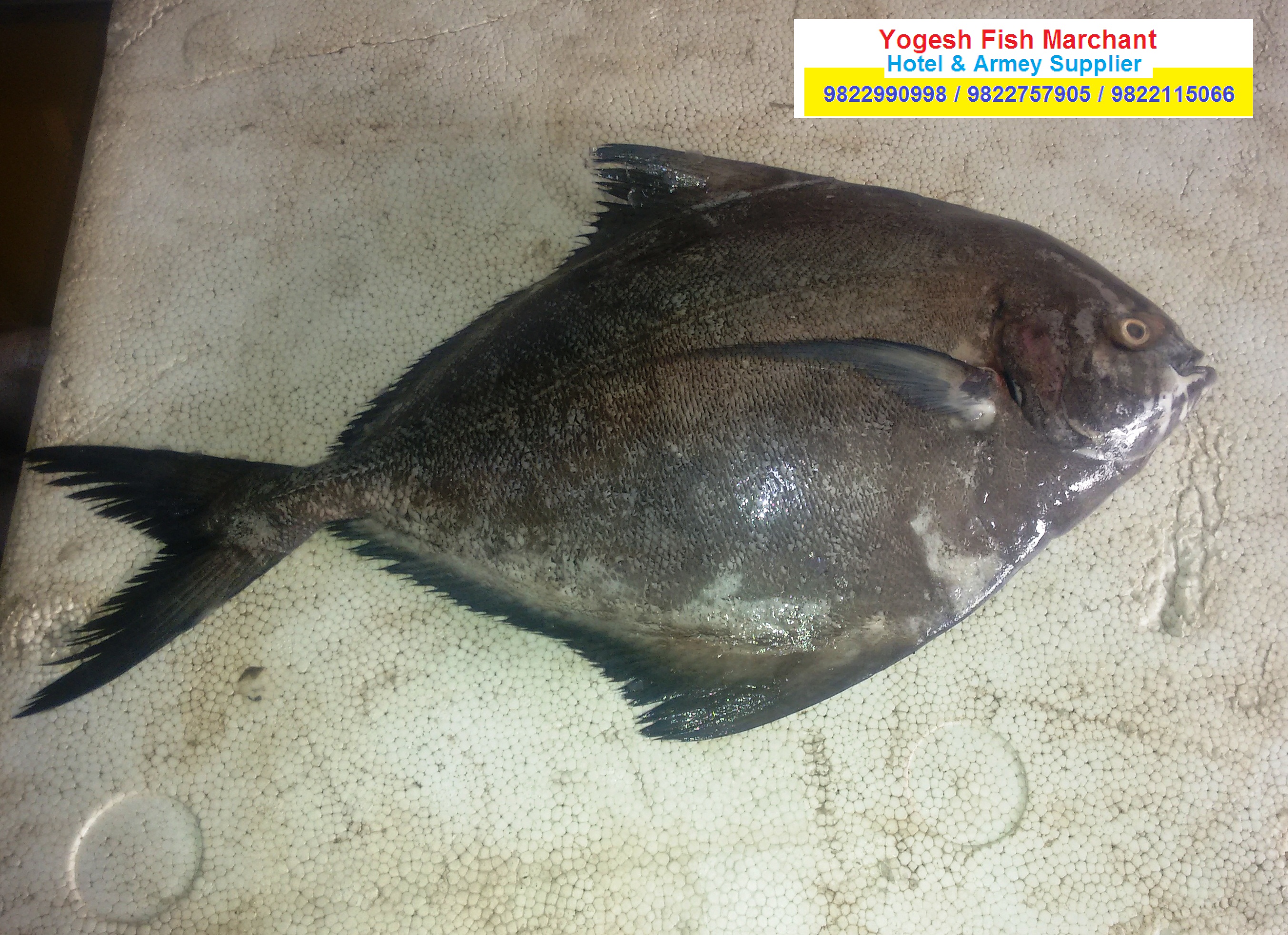 yogesh fish marchant